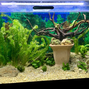 Poisson rouge