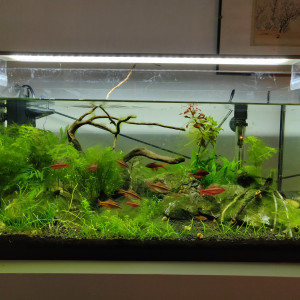 54L biotope asiatique