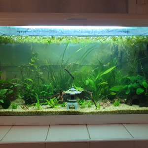 Aquarium 80L