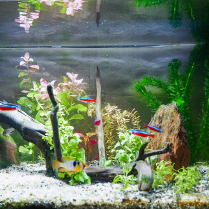 54 L amazonien