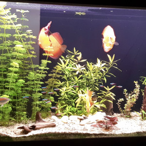 biotope amazonien
