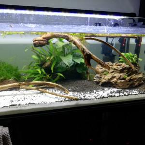 120l Pingguo-ringo