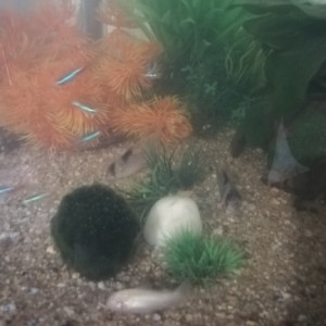 Mon aquarium 120 l