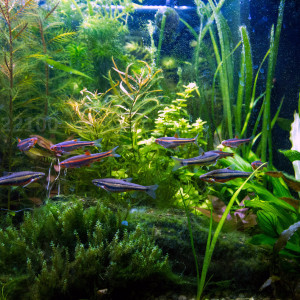 Publication de aqua-sympa22