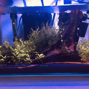 20litres blue velvet