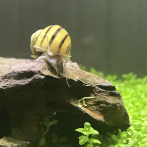 Nano aquarium 30L