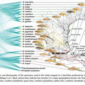Publication de NakMuay