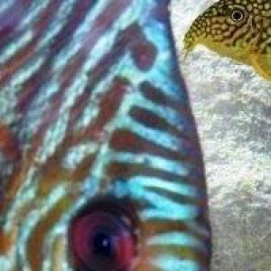 Discus-Coridoras