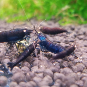 Tiger blue royal OE