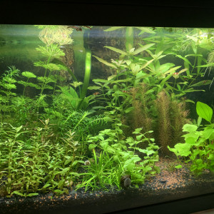 60L crevette