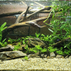 25l Ryuk