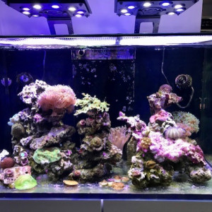 Reefer 250