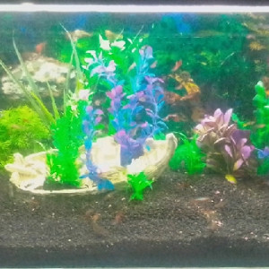 Guppy