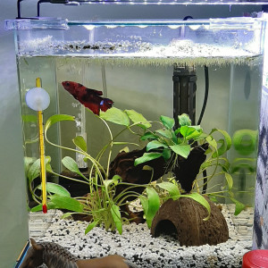 Betta1 Ouisti