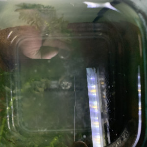 Publication de Killifish10