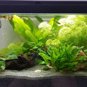 Aqua 60