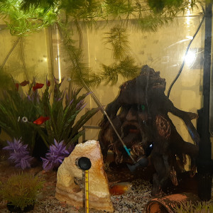 aquarium salon