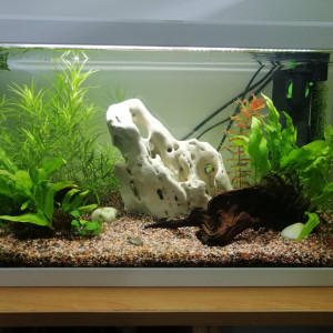 58l brut tetraodon travancoricus