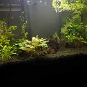 Aqua60