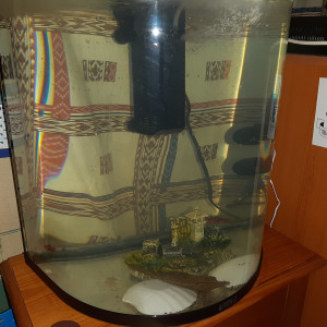 Aquarium platy panomarique