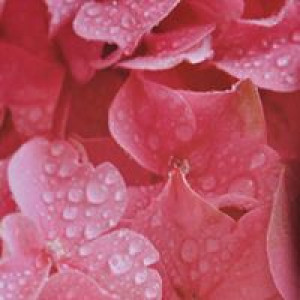 rose-rose