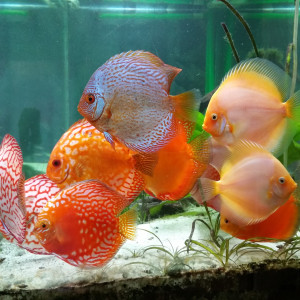 bac discus