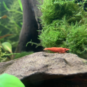 Publication de Killifish10