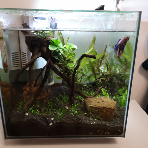 Aquascaping betta