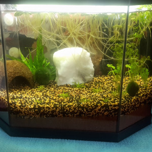 Mon 1er aquarium