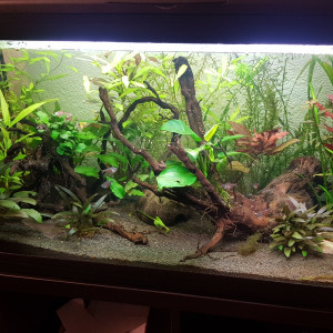 Petit aquarium