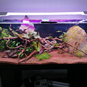 Eau douce plante asiatique