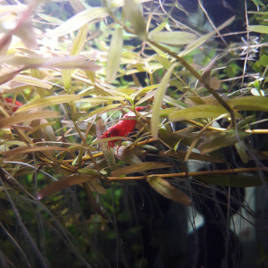Publication de Aquarixe