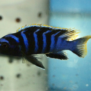 Labidochromis SP Mbamba