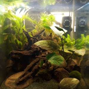 Publication de Aquarixe