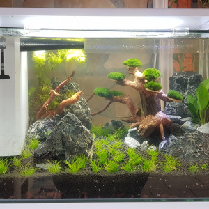 Aquascaping 60L