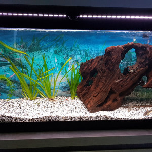 Aquarium  communaitaire 120l