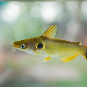 Horabagrus brachysoma