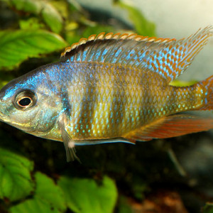Haplochromis johnstoni