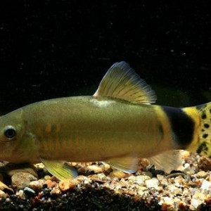 Yasuhikotakia splendida