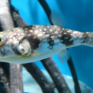 Chelonodon patoca