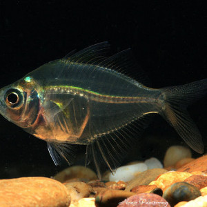Parambassis siamensis