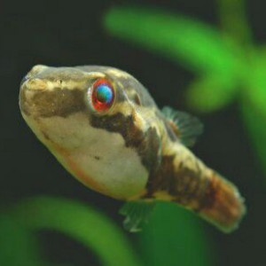Carinotetraodon borneensis
