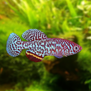 Nothobranchius malaissei