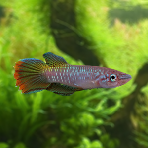 Epiplatys fasciolatus