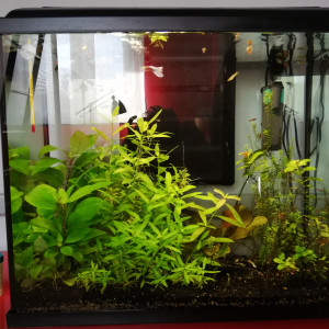 Aquarium de guppys