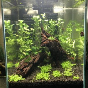 Aqua crevettes