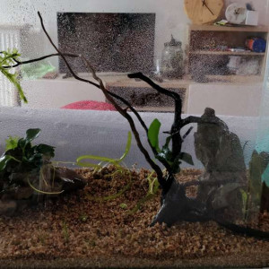 Publication de Lenka