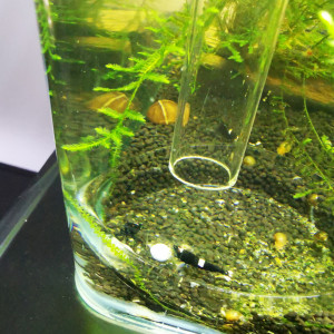 Publication de Psycko