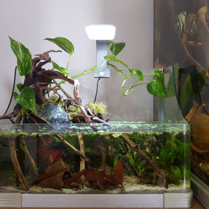 Publication de AmandineC