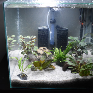 Publication de Orchidsfish